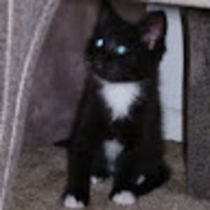 Meet your Posher, Tamara